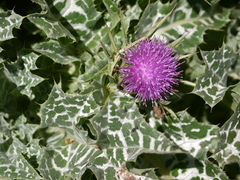 Silybum marianum