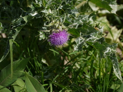 Silybum marianum