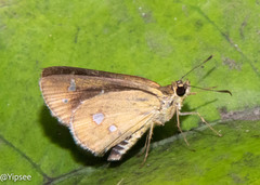 Scobura isota