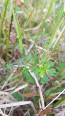 Geranium neglectum