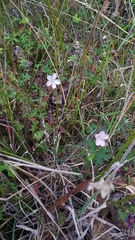Geranium neglectum