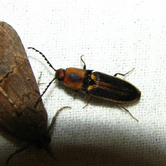 Megapenthes limbalis