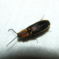 Megapenthes limbalis