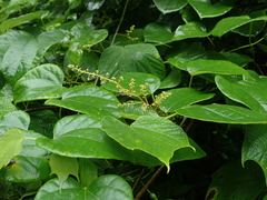 Alangium platanifolium