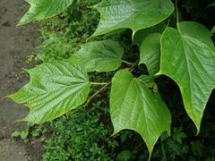 Alangium platanifolium