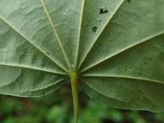 Alangium platanifolium