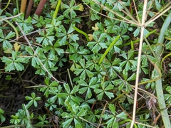 Hydrocotyle muscosa