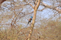 Coracias abyssinicus