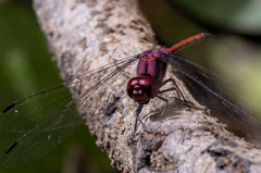 Trithemis lilacina
