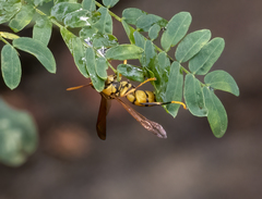 Polistes diabolicus