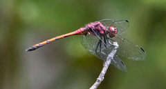 Trithemis lilacina