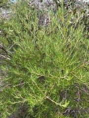 Ricinocarpos pinifolius