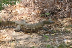 Varanus niloticus