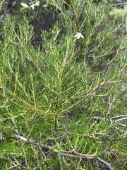 Ricinocarpos pinifolius