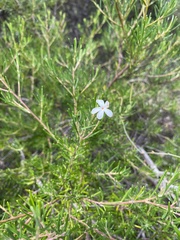 Ricinocarpos pinifolius