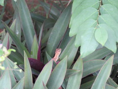 Calotes versicolor