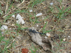 Diplacodes trivialis