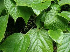 Alangium platanifolium