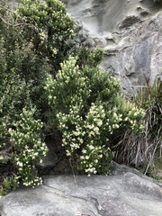 Ozothamnus turbinatus