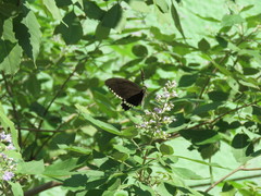 Papilio polytes