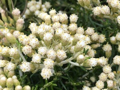 Ozothamnus turbinatus