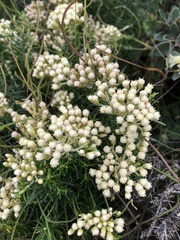 Ozothamnus turbinatus