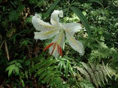 Lilium auratum