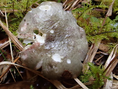 Russula azurea