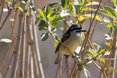 Pogoniulus bilineatus
