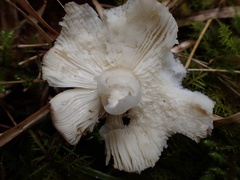 Russula azurea