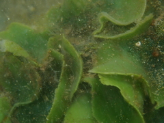 Dictyosphaeria sericea