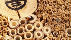 Osmia cornuta