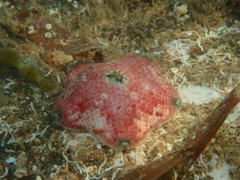 Meridiastra atyphoida