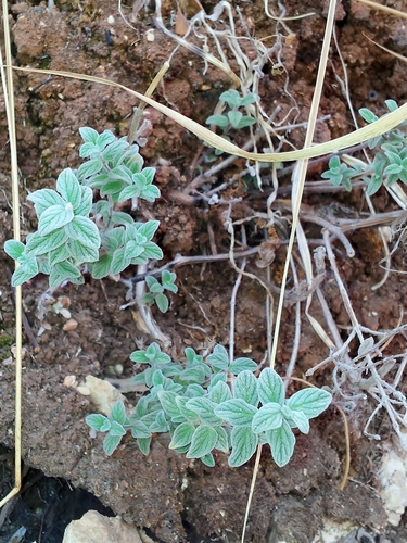 Biblical-hyssop (Origanum syriacum)