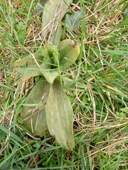 Himantoglossum hircinum