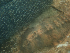 Cryptoplax iredalei