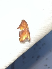 Hypocosmia pyrochroma