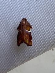 Hypocosmia pyrochroma