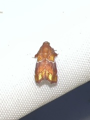 Hypocosmia pyrochroma