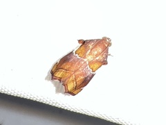 Hypocosmia pyrochroma