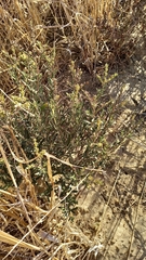 Lobostemon capitatus