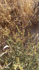 Lobostemon capitatus