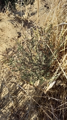 Lobostemon capitatus