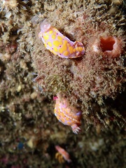 Ceratosoma
