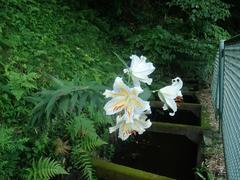 Lilium auratum