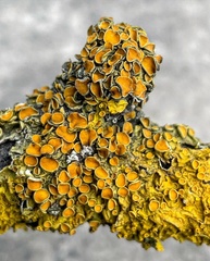 Xanthoria parietina