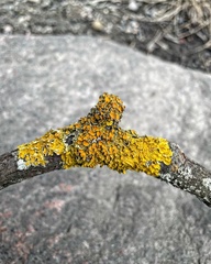 Xanthoria parietina