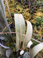 Elaphoglossum engelii, photograph (c) Skjold Søndergaard, some rights reserved (CC BY)