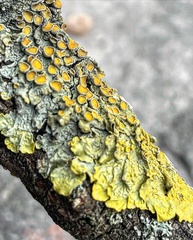 Xanthoria parietina