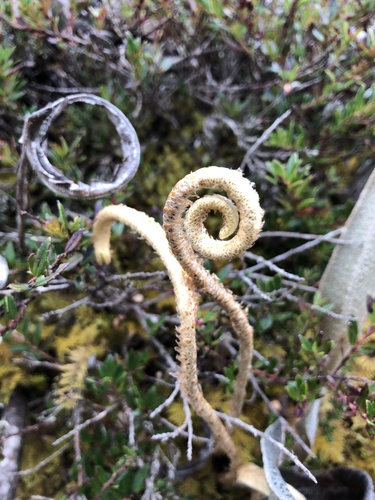 Elaphoglossum engelii